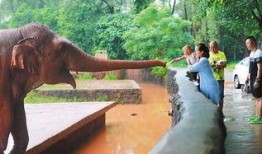 海南动物园爆料视频